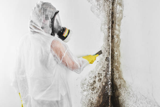 Best Local Mold Removal Service  in Shenandoah Junction, WV