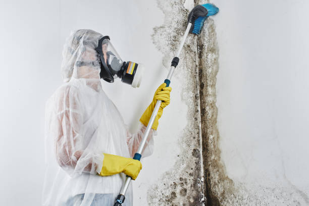 Attic Mold Removal in Shenandoah Junction, WV