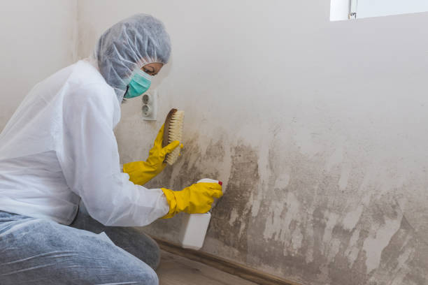 Best Fast Mold Removal  in Shenandoah Junction, WV