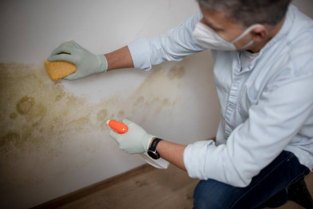 Best Mold Removal Specialists  in Shenandoah Junction, WV