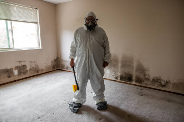 Best Emergency Mold Removal  in Shenandoah Junction, WV