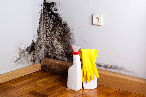 Best Mold Testing and Removal  in Shenandoah Junction, WV