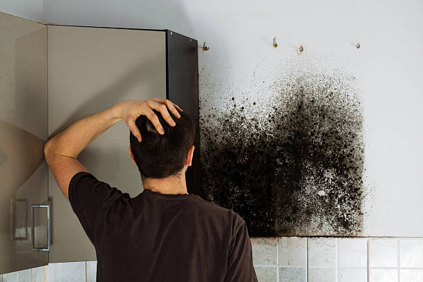 Best Office Mold Removal Services  in Shenandoah Junction, WV